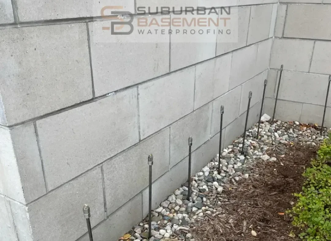 Cured curtain grout lances in a basement wall in Royal Oak, Michigan